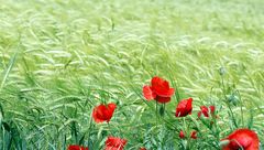 Wilder Mohn