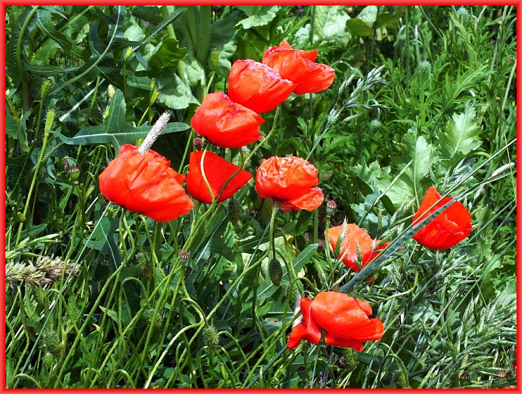 wilder Mohn