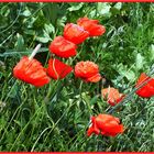 wilder Mohn