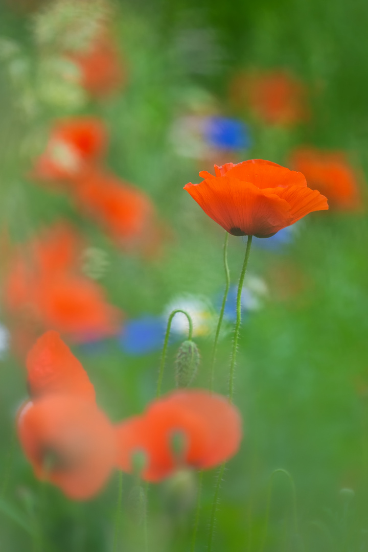 wilder Mohn