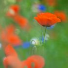 wilder Mohn