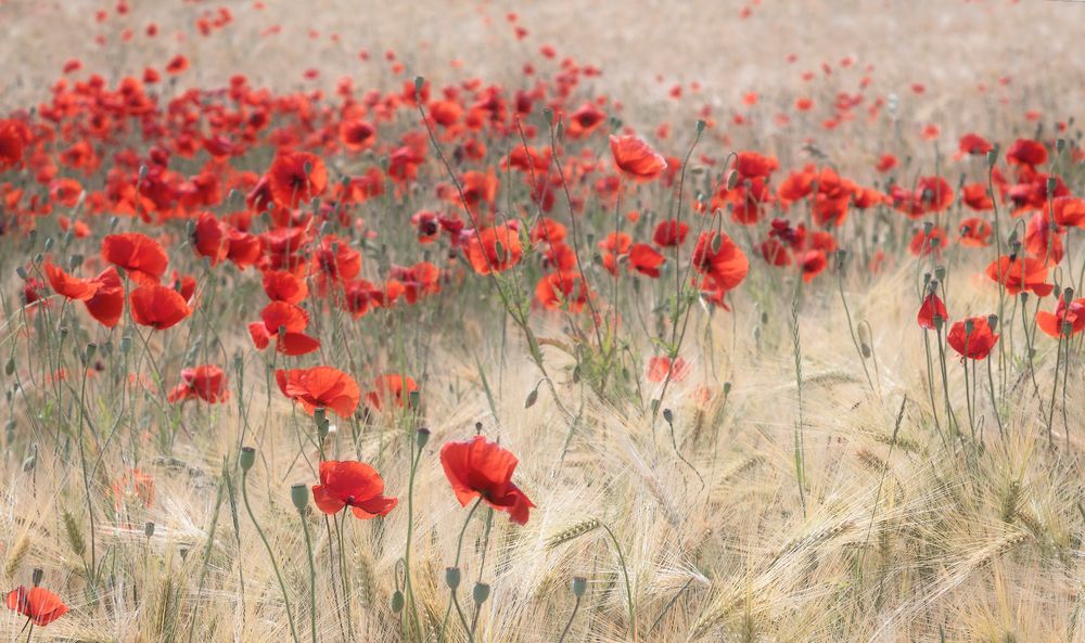  wilder Mohn ...