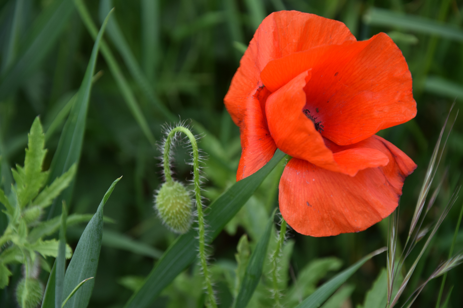 Wilder Mohn