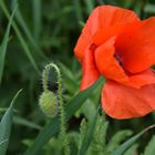 Wilder Mohn