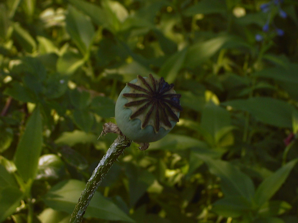 wilder Mohn