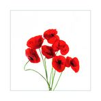 wilder Mohn