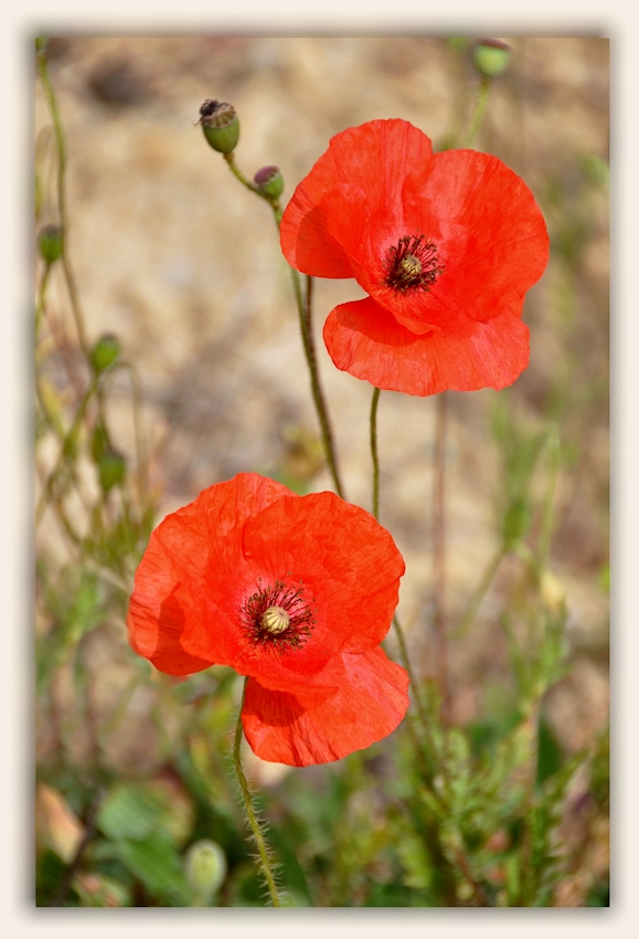 wilder Mohn....