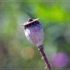 Wilder Mohn