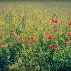 wilder Mohn am Kornfeld