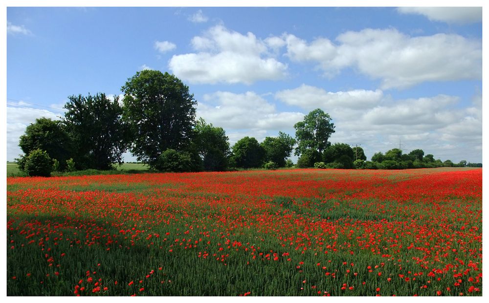 Wilder Mohn am Wegesrand