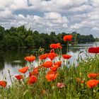 Wilder Mohn an der Loire