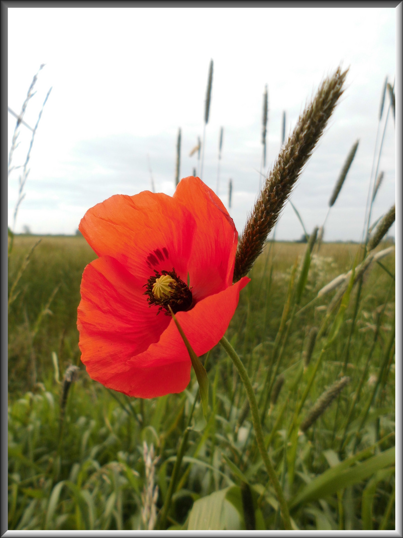 Wilder Mohn an einem Landwirtschaftsweg