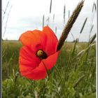 Wilder Mohn an einem Landwirtschaftsweg