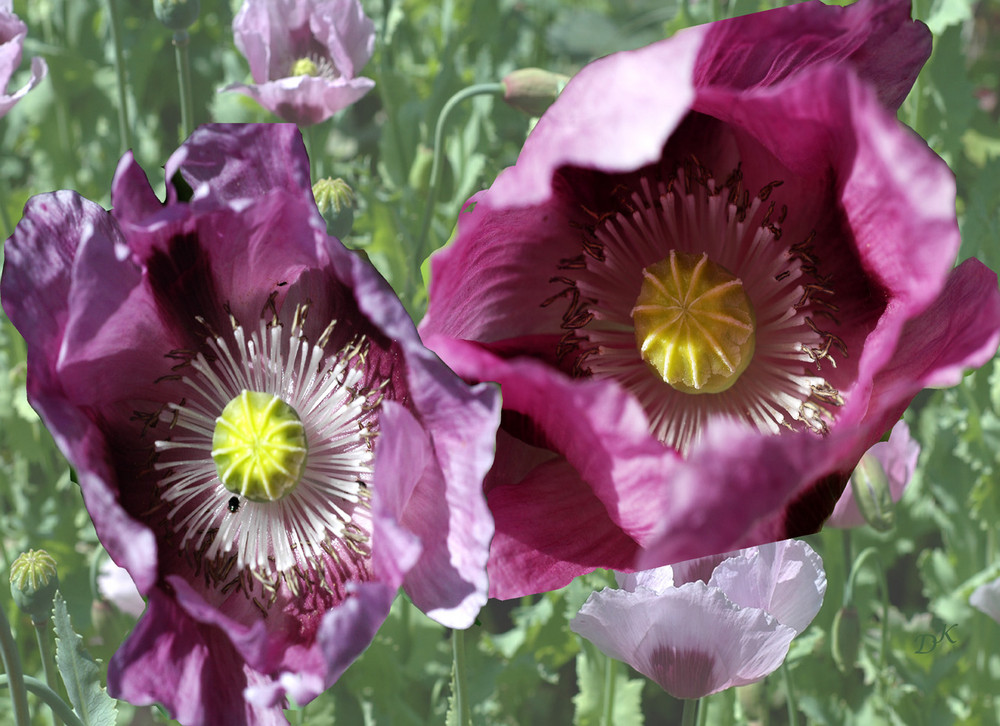 Wilder Mohn