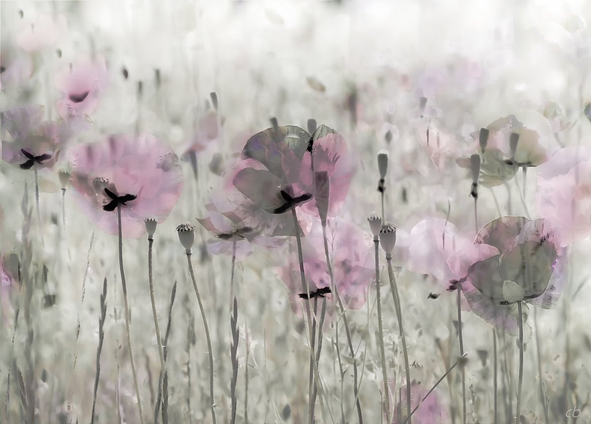 wilder Mohn