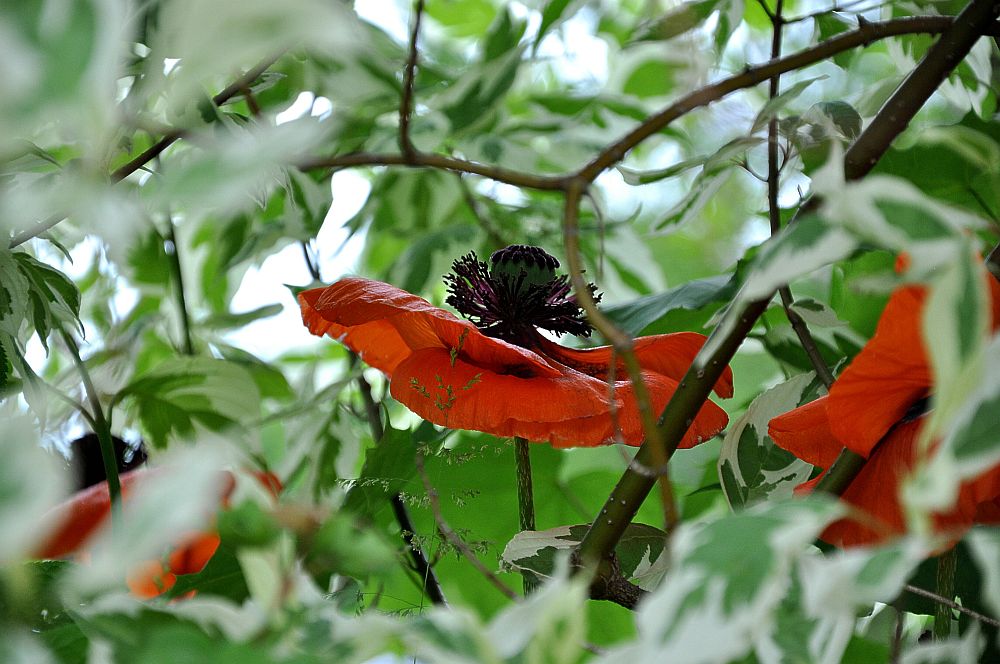 Wilder Mohn