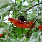 Wilder Mohn