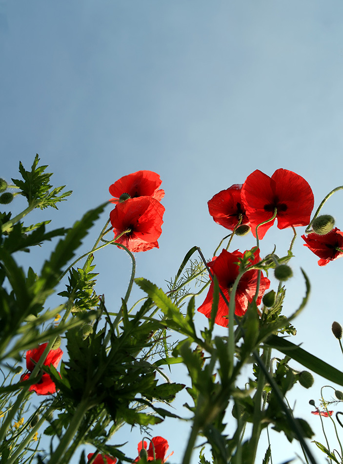 Wilder Mohn