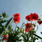 Wilder Mohn