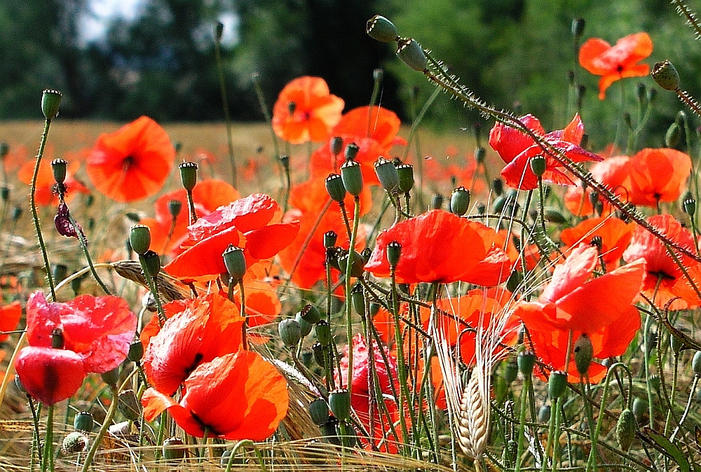 Wilder Mohn