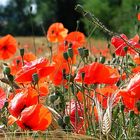 Wilder Mohn