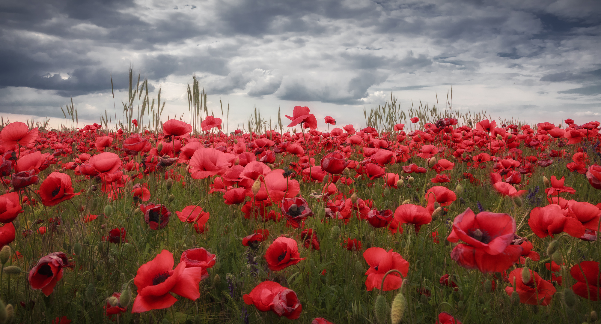 wilder Mohn