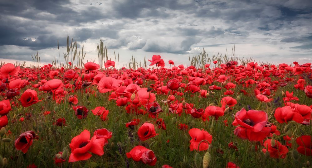 wilder Mohn