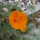 Wilder Mohn