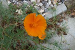 Wilder Mohn