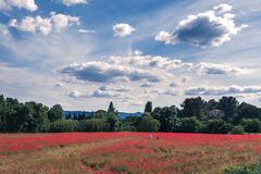 Wilder Mohn