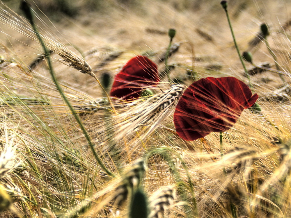 Wilder Mohn