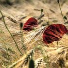 Wilder Mohn