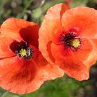 Wilder Mohn