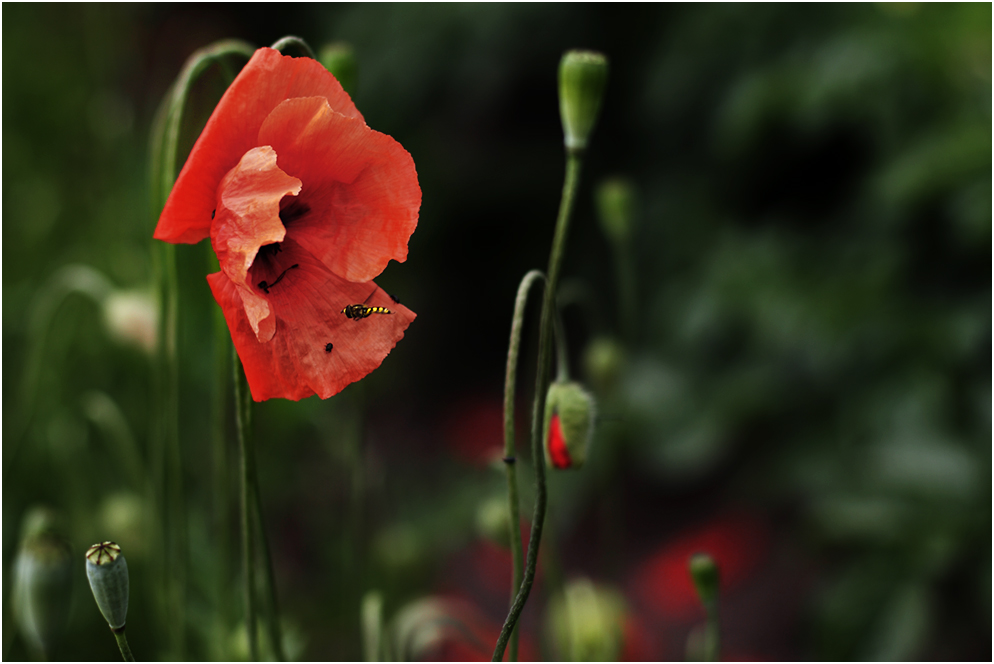 wilder Mohn