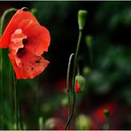 wilder Mohn