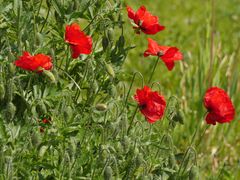 Wilder Mohn