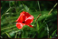 Wilder Mohn