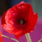 Wilder Mohn