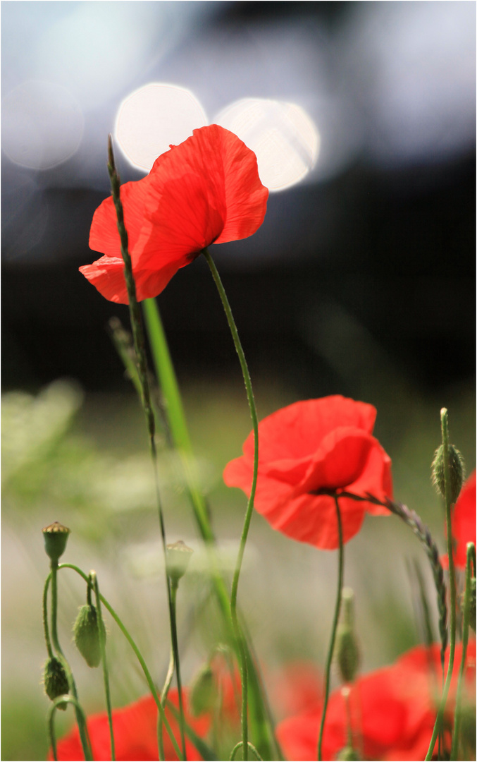 wilder mohn...