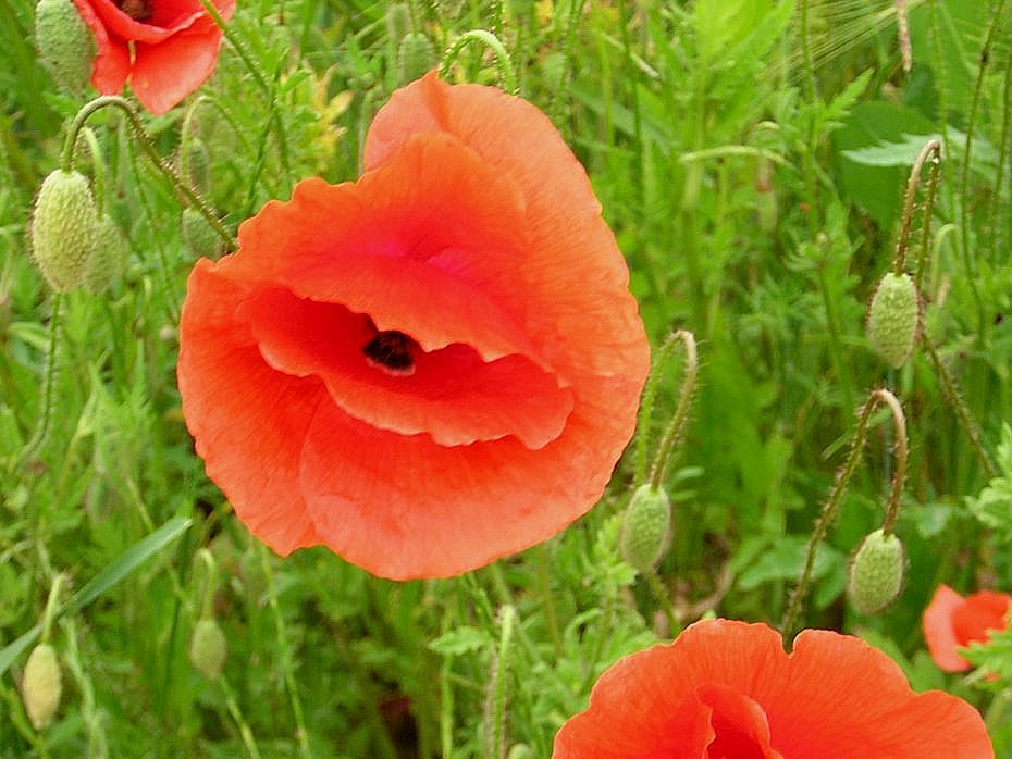 Wilder Mohn die Dritte