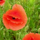 Wilder Mohn die Dritte