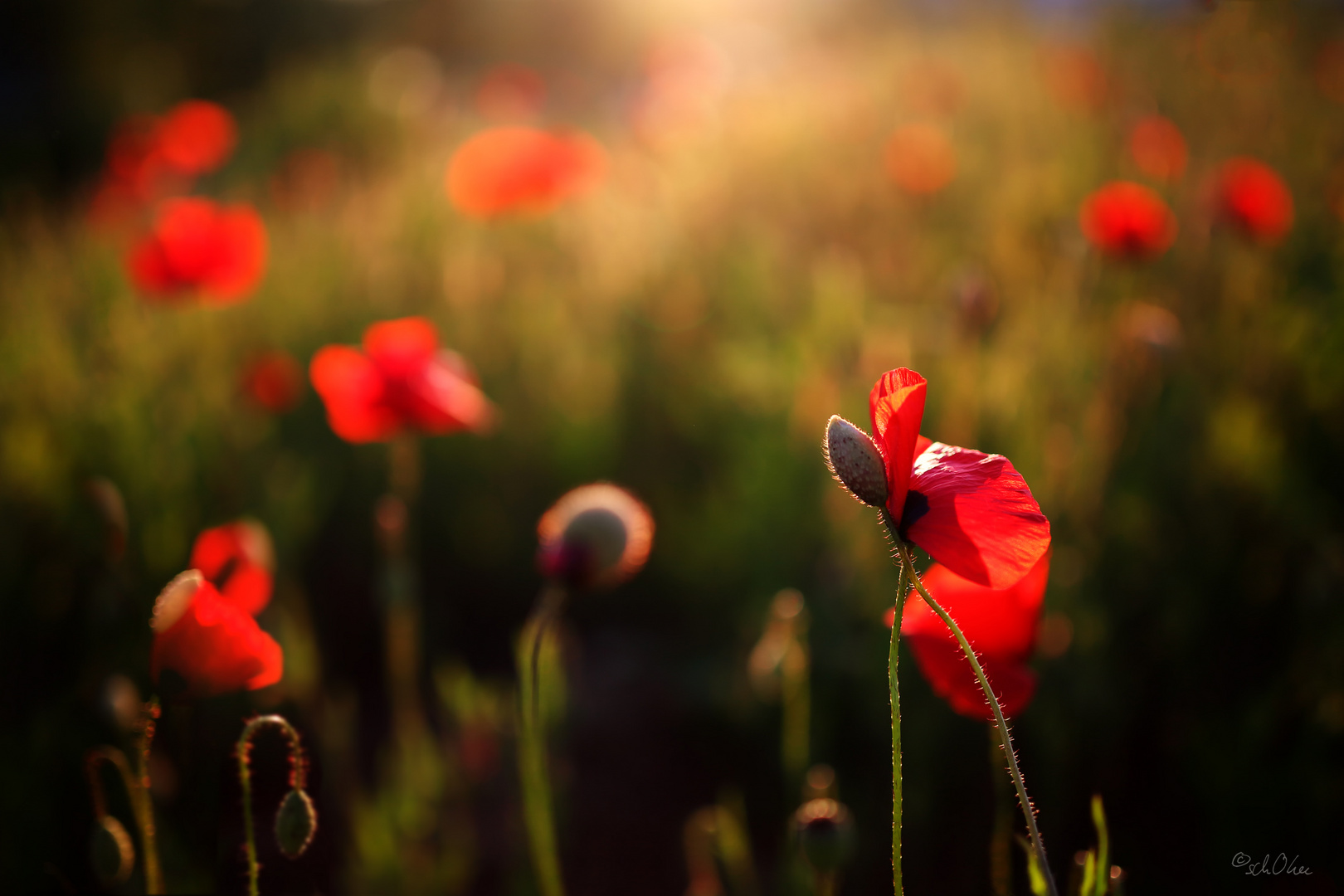 Wilder Mohn