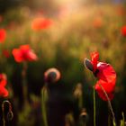 Wilder Mohn