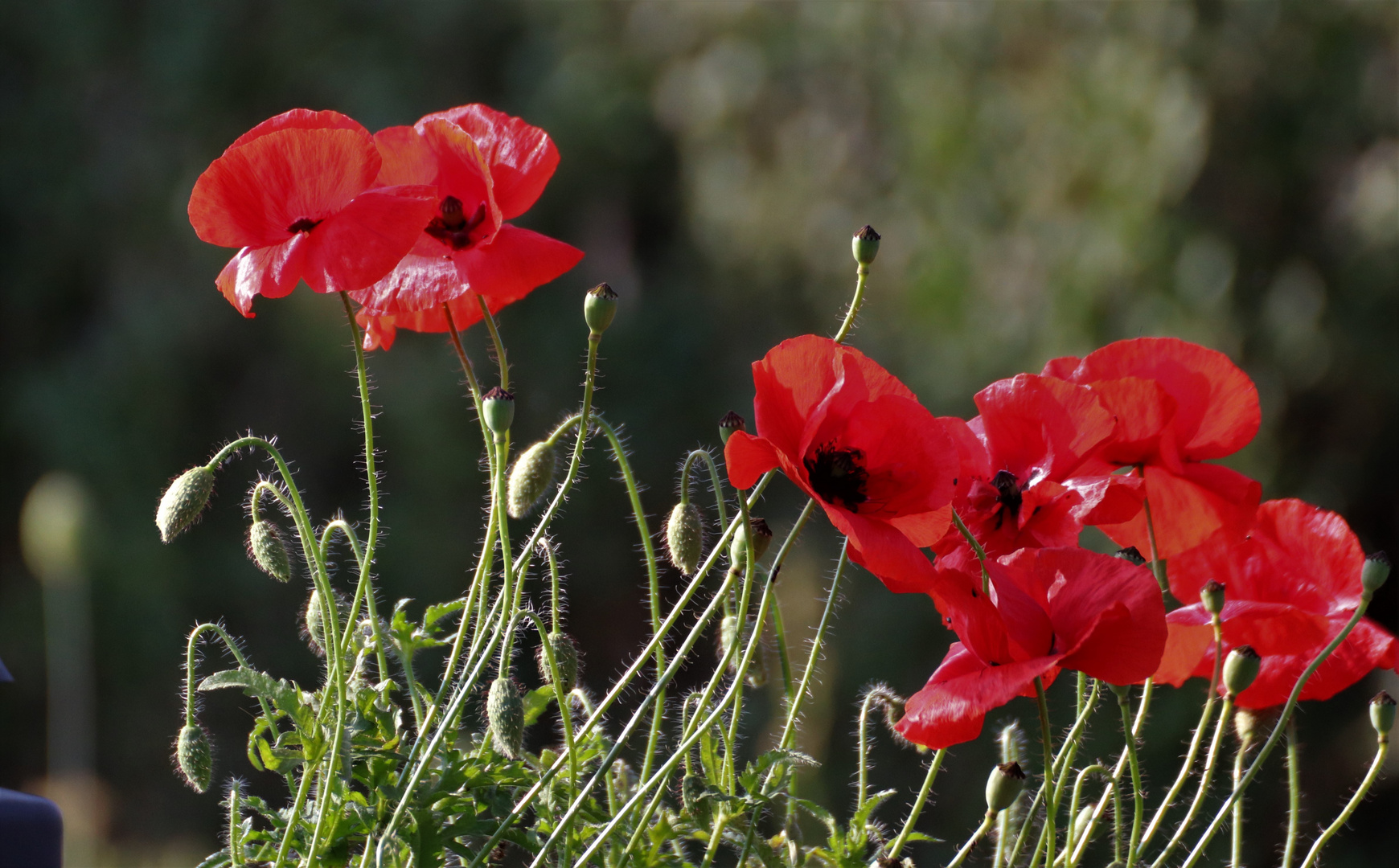 Wilder Mohn