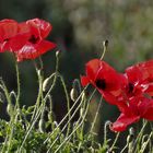 Wilder Mohn