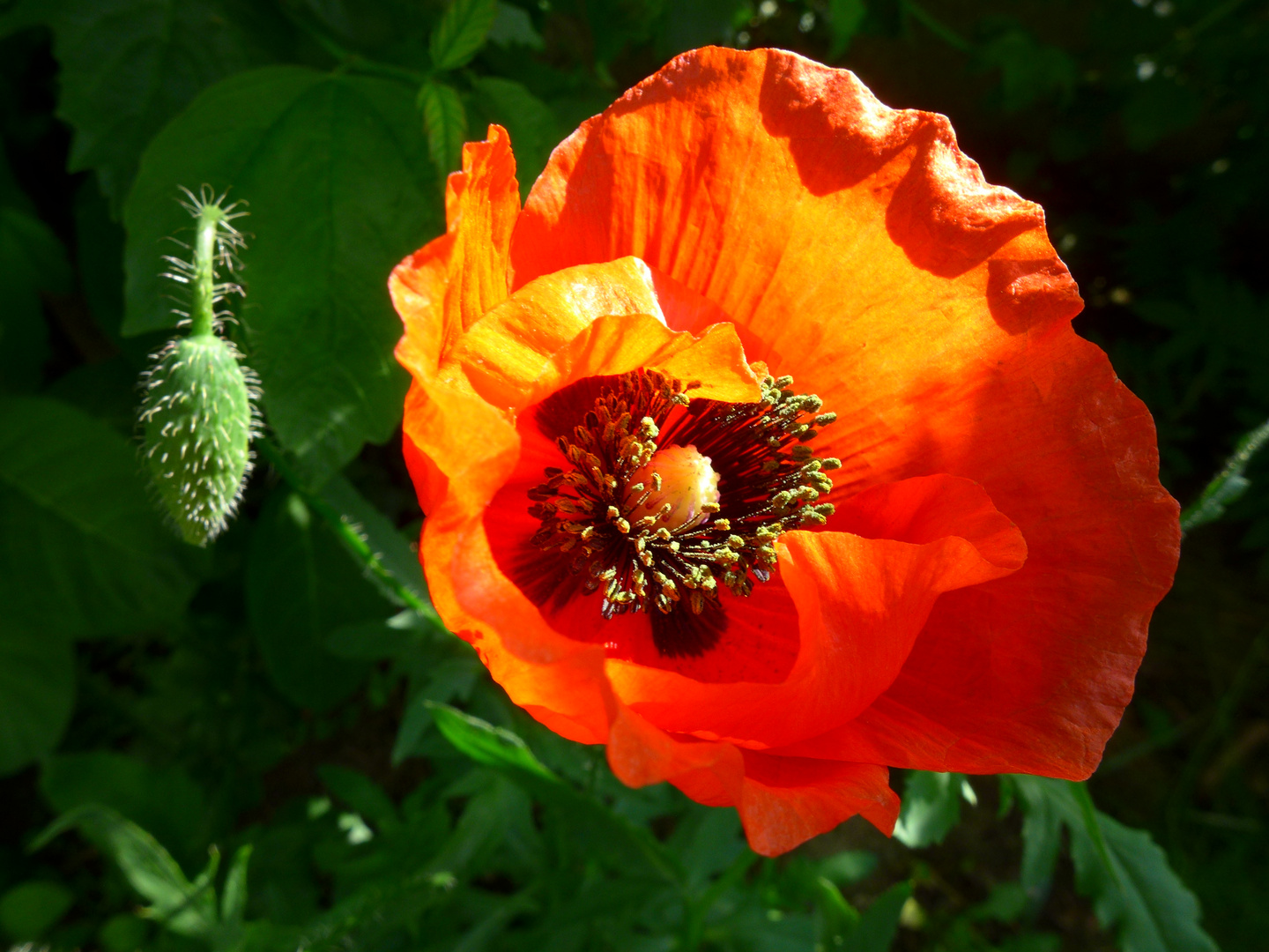 Wilder Mohn