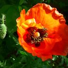 Wilder Mohn