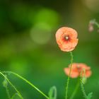 Wilder Mohn