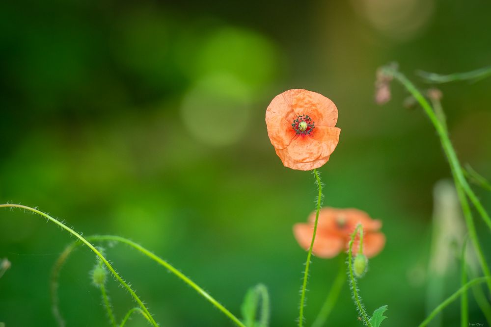 Wilder Mohn