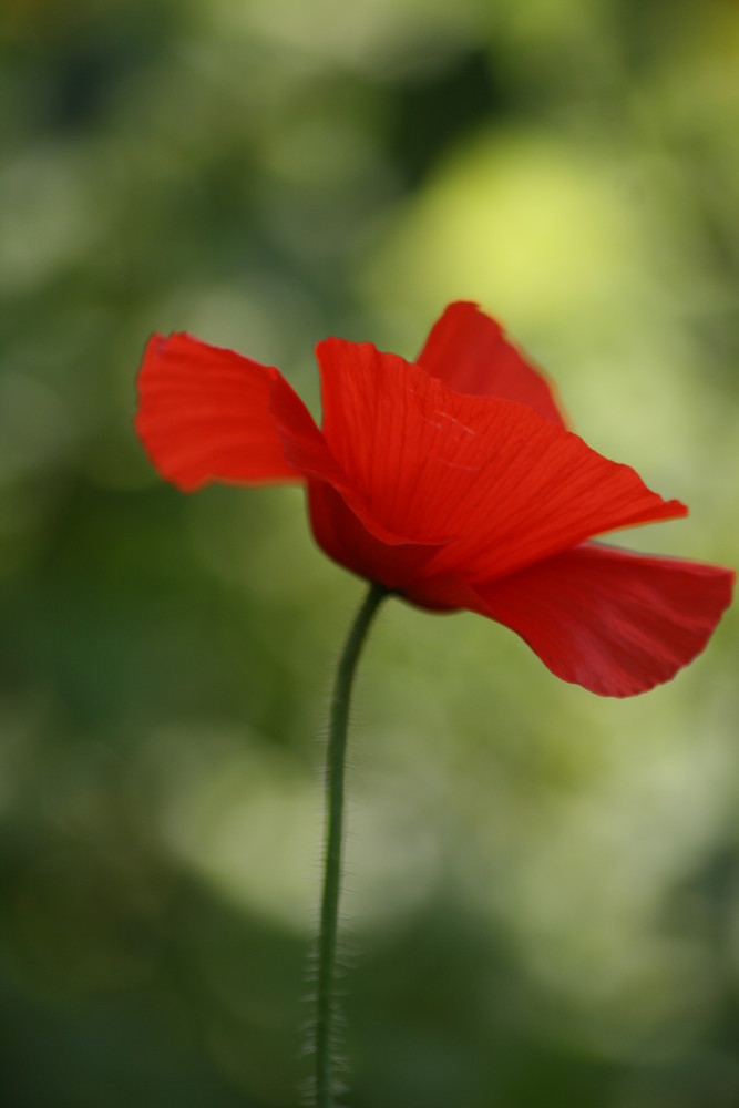 Wilder Mohn